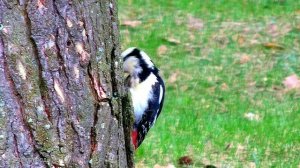 НЕ ЖАЛУЙСЯ НА СУДЬБУ