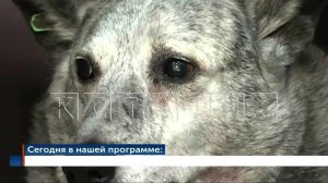 Выпуск новостей программы "Кстати" от 03.12.2024 г.