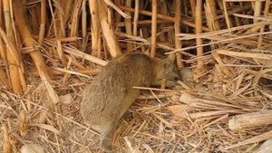 Скалистый доман