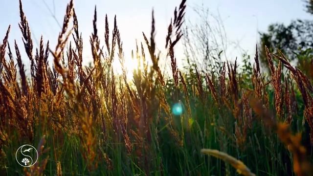 Естественный отбор (Володя Батхёртов) смотреть онлайн