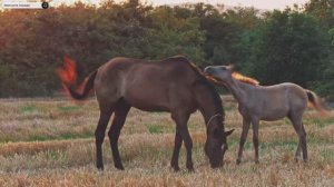 #Islam#Quran#AnNur#ٌMinshawiy#Коран#АнНур#СамыеКрасивыеМеста#Relaxation#4кВиде#1часть#