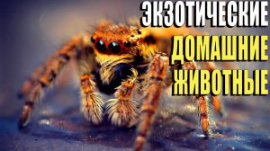 Экзотические домашние питомцы. Каких заводят экзотических домашних животных