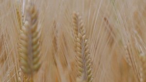 12144796-hd_1920_1080_30fps