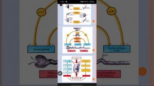 выделительная система 2 Борисова Н.В.