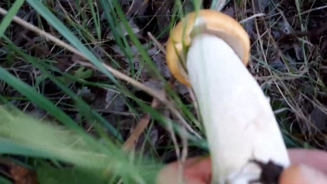 With me to the forest for mushrooms and romance! Со мной в лес! смотреть онлайн