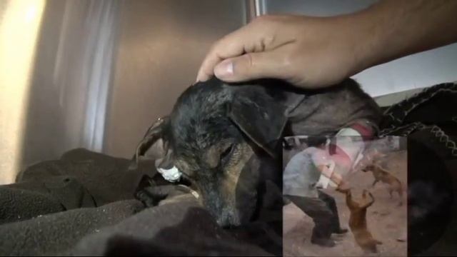 Чайф Бедная собачка смотреть онлайн