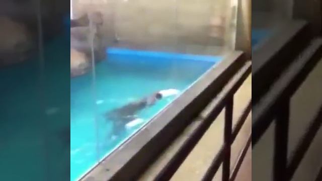 Милие сюжети😍😍😍 смотреть онлайн