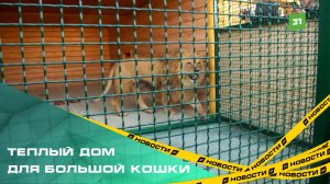 Подопечный фонда "Спаси меня" лев Шираз переехал в новый вольер
Для подопечного фонда "Спаси меня