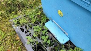 немного о кормушках и о клубе пчел.