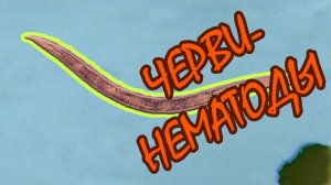Червь Нематода | Nematode Worm