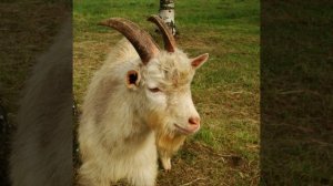 Мошенник продлил и забыл отправить запрос с кодом