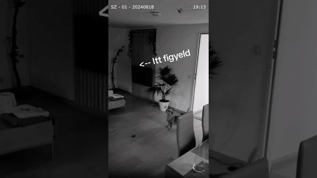 Молодая пара из Венгрии переехала в новое жилье — в квартире начали происходить паранормальные явлен