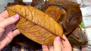 Эту тайну мне рассказала...ВОТ ПОЧЕМУ не выбрасываю ОСЕННИЕ ЛИСТЬЯ/  Смотрите что можно сделать.