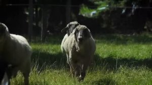 Веселая немецкая песенка