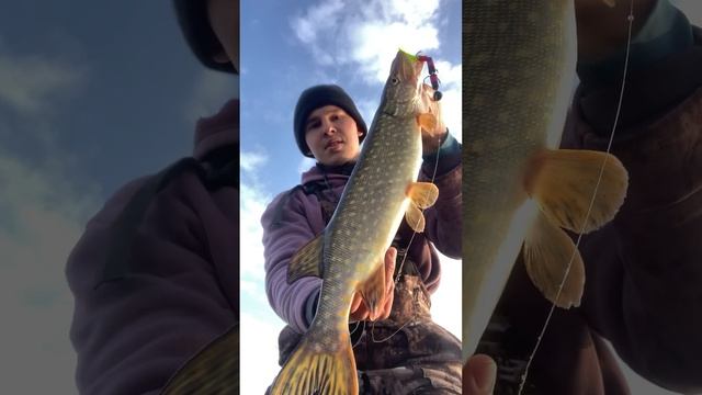 Щука на крючке! Весенний клев зубастых красавиц #fishing #shorts #pike #norstream #рыбалка #джиг