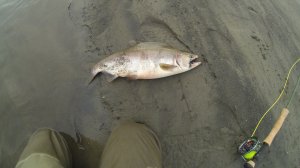 Югорский полуостров . Река Талатояха