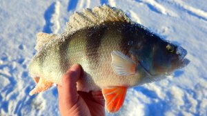 Наконец-то трофей! Четыре дня на льду в погоне за крупной рыбой! Зимняя рыбалка на балансир 23/24.