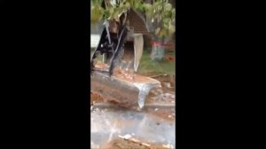 Showtime Fabrication hydraulic thumb loading concrete Bobcat 331