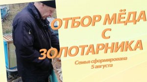 Отбор мёда с пчелосемьи, сформированной из отводков пчёл на медосбор с золотарника 5 августа