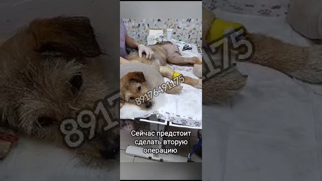 Соне нужна помощь