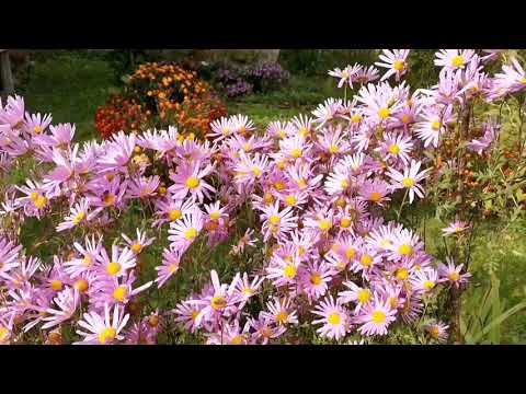 Стихотворение сентября #спасибо смотреть онлайн