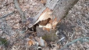 Автопоезд не стоит без дела! Тихая пила режет валежник без шума и дыма!