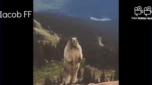 pamflet смотреть онлайн