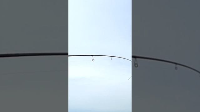 Укрупняемся #shorts #fishing #spinning #norstream #рыбалка #спиннинг #судак #ловлясудака #джиг