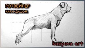 Как нарисовать собаку породы РОТВЕЙЛЕР карандашом. Поэтапное рисование