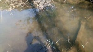 Нерест карася