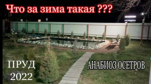 АНАБИОЗ ОСЕТРОВ. Обзор пруда на 9 января 2022