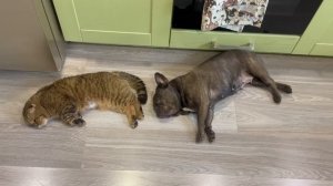 сколько раз ПОЖАЛЕЛ за 4 года, что у меня появилась МАСЯ // моё мнение о французских бульдогах