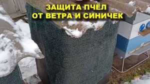 Защита пчёл от ветра и синичек