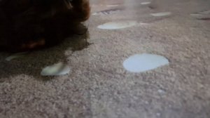 Test - Star Wars - Furbacca