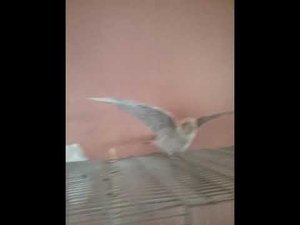 Дикий попугай корелла...