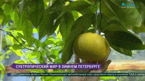 В Ботаническом саду БИН РАН созрели цитрусы