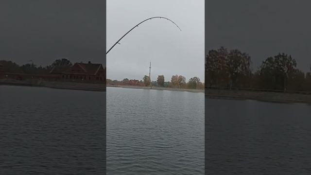 Сом 30+ кг на спиннинг до 25 г. Norstream Experience справился! #shorts #fishing #catfish #рыбалка