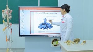 Строение позвоночного столба