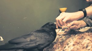 Подпиливаем клюв.