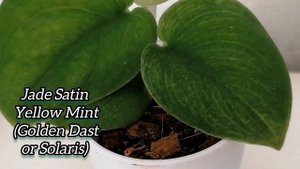 СЦИНДАПСУСЫ: полный обзор моей КОЛЛЕКЦИИ . Более 40 СОРТОВ - так МНОГО красоты в ОДНОМ видео🌿.