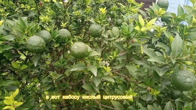 Цитрусовые в Японии