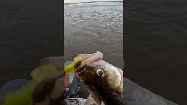 Джиг-головка или шарнирный монтаж? #shorts #fishing #рыбалка #спиннинг #джиг #zander #судак