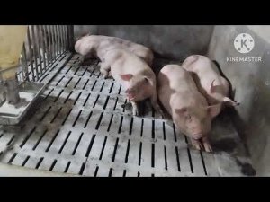 Борьба с личинками мух, сухая дезинфекция,дезинфекция.Ветеринарные требования.