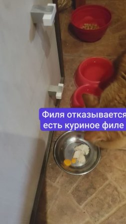 Кот Филя бастует