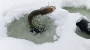 Щуки на жерлицы,,жор в начале декабря.