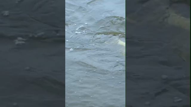 Укрупнился. Рыбалка на Москве-реке #norstream #fishing #спиннинг #щука