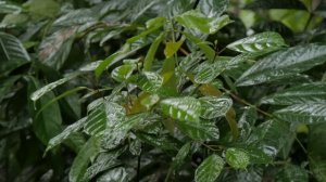 🌴 Тропические звуки дождя и расслабляющее видео природы - Сон/ Отдых/ Учеба/ Медитация