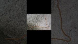 Червь-молот ядовитый вырастают до 40 см в длину.