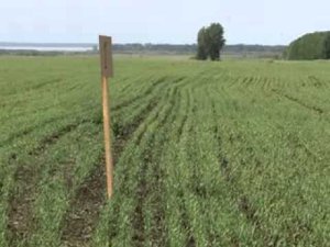 Радиационные технологии в сельском хозяйстве