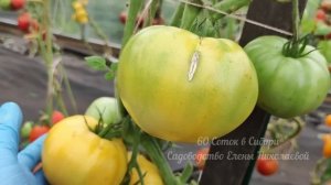 10 Сортов Томатов - Мега урожайные по 10 килограмм с куста!